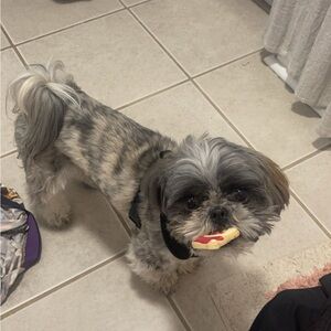 Meet your Posher, Winston